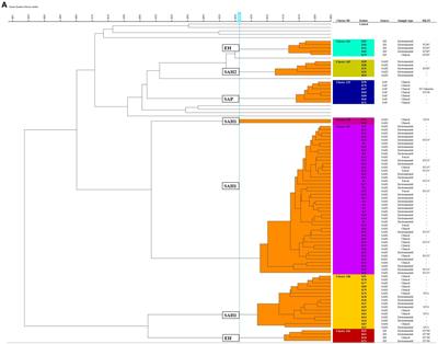 Rapid typing of Klebsiella pneumoniae and Pseudomonas aeruginosa by Fourier-transform Infrared spectroscopy informs infection control in veterinary settings